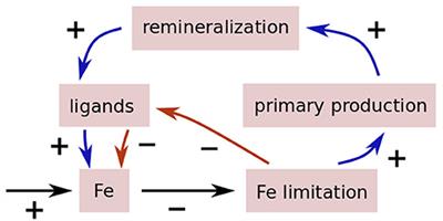 Feedbacks Between Ocean Productivity and Organic Iron Complexation in Reaction to Changes in Ocean Iron Supply